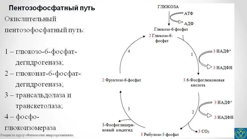 Установите последовательность этапов окисления молекул. Схема процесса пентозофосфатный путь превращения Глюкозы. Регуляторную реакцию пентозофосфатного пути. Пентозофосфатный путь биохимия цикл. Пентозофосфатный путь биохимия этапы.