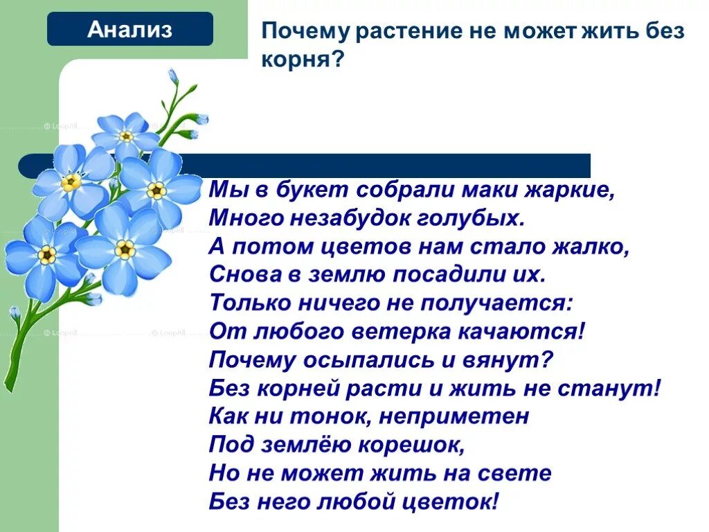 Стихи про незабудки. Легенда о незабудке цветке. Почему растения не могут жить без дыхания. Стих про незабудку цветок.