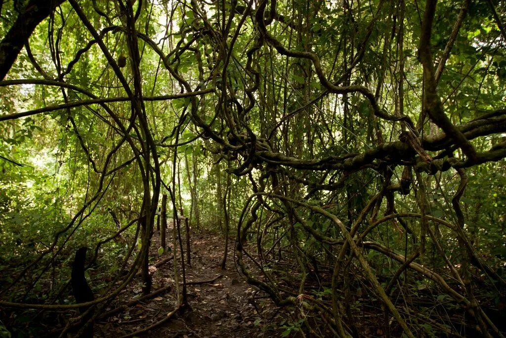 Большое количество лиан. Лианы плющи в джунглях. Гилея Африка лианы. Деревянистые лианы.