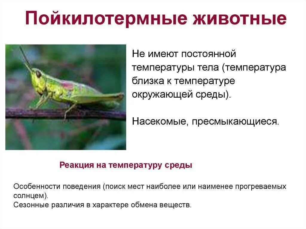 К пойкилотермным относятся следующие виды организмов