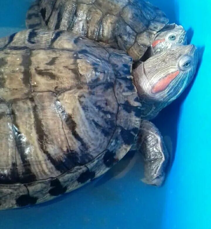 Turtle отзывы. Красная черепаха. Черепахи с красными полосками аодчные. Новорожденные красн ухие черепахи. Порода черепах с красными щеками.