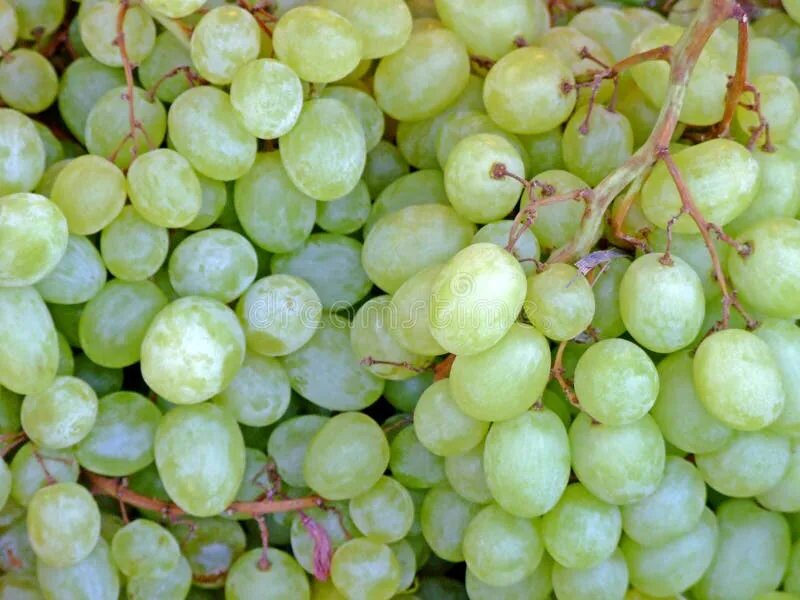 White grape. White grape