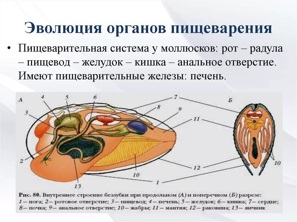 Строение пищеварительной системы брюхоногих моллюсков. Пищевод моллюсков. Моллюски пищеварительная система. Пищеварительная система двустворчатых моллюсков схема. Строение улитки выделительная система.