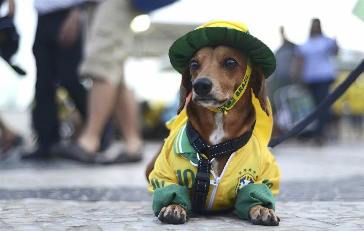 Филобразильеро мастиф. Brazil dog. Фила бразилейро порода собак. Бразильский мастиф собака. Собака с олимпийских игр.
