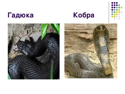 Сходство гадюки и ужа 3 класс