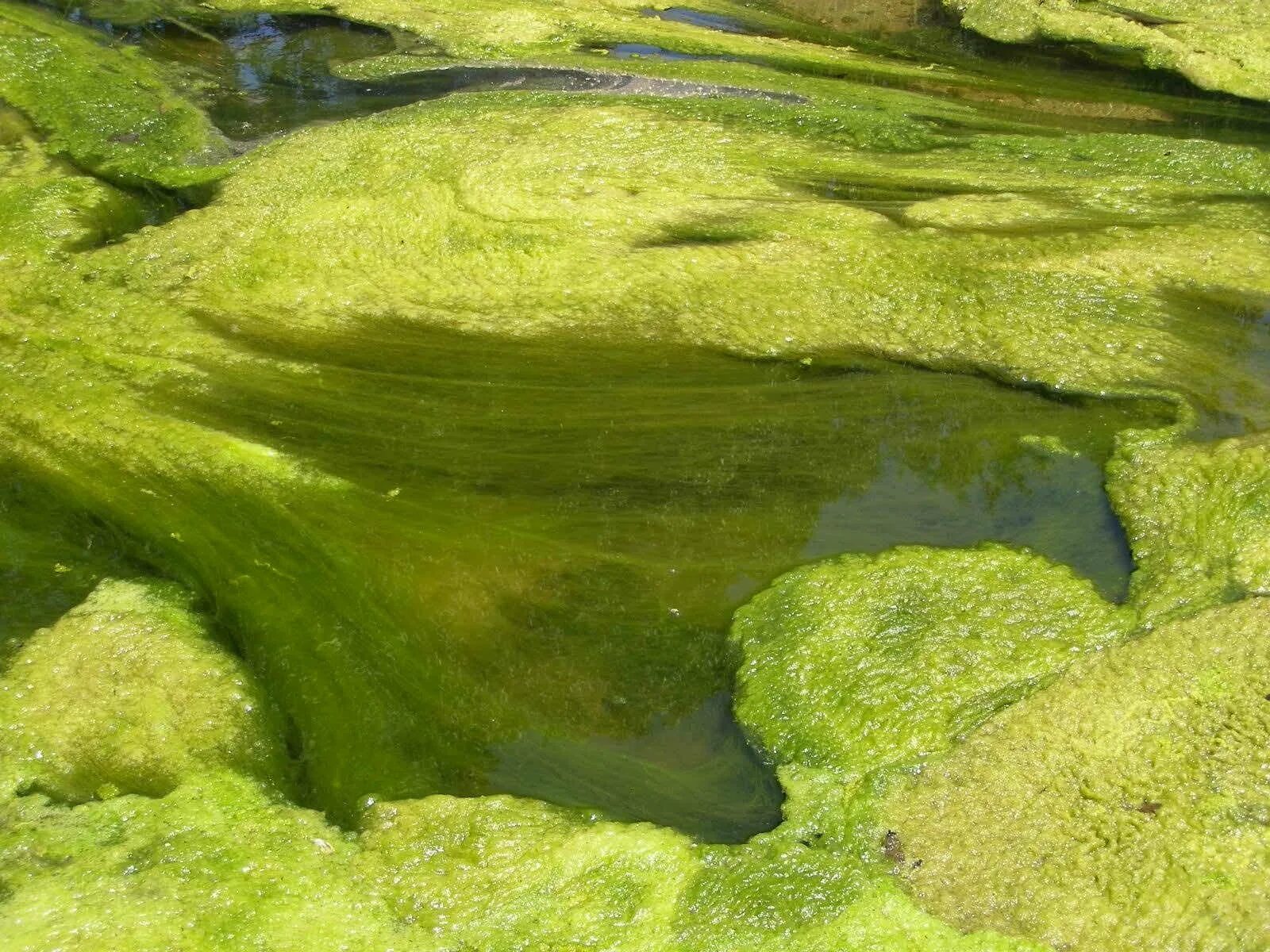 Бактерии пресной воды. Аэрофильные водоросли. Аэрофитон водоросли. Термофильные синезеленые водоросли. «Зеленые водоросли» jomtam.