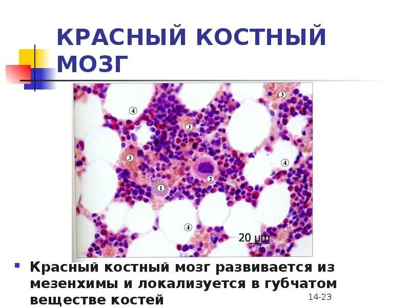 Красный костный мозг препарат гистология. Bone marrow гистология. Строение красного костного мозга гистология препарат. Костный мозг срез. Срез красного костного мозга гистология.