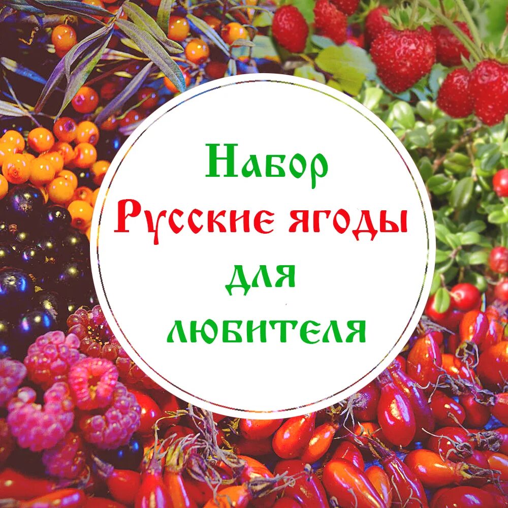 Русские ягоды. Русский чай с ягодами. Русская Ягодка. Настоящим ценителям ягод.