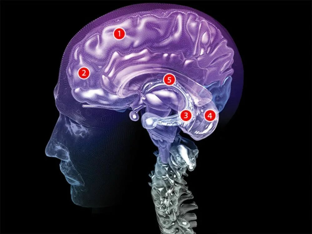 176 brain. Фантастический мозг. Мозг машины. Изолированный мозг.