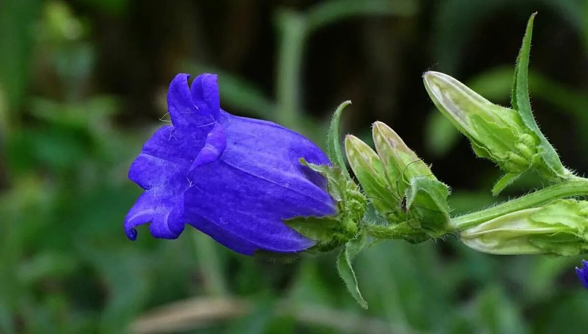 мина колокольчик фото. садовый цветок беляна колокольчик. мина колокольчик фото. осенний колокольчик. кампанула на огороде.