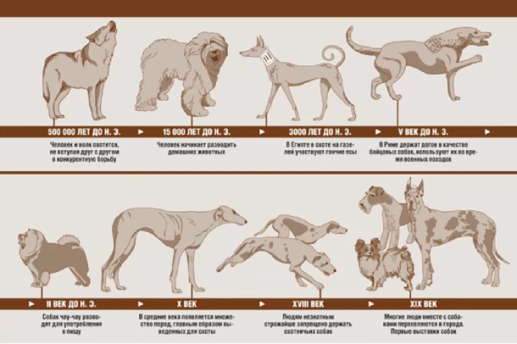 Собака вывела человека в люди. Древние предки современных собак. Происхождение разных пород собак. Происхождение пород собак таблица по породам. Породы собак схема происхождения.