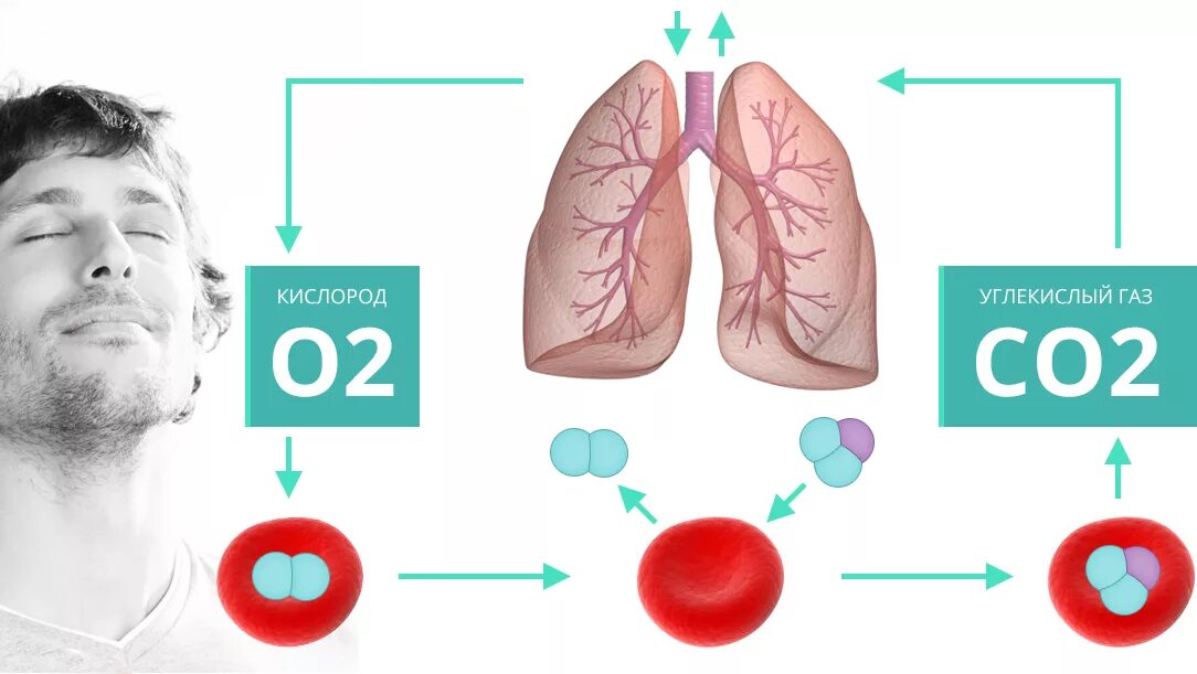 Поступление воздуха в кровь. Кислород и углекислый ГАЗ. Углекислый ГАЗ В организме человека. Кислород в организме человека. Углекислый ГАЗ И кислород в организме человека в.