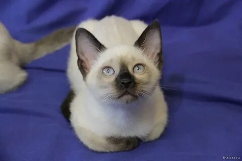 Тайские котята