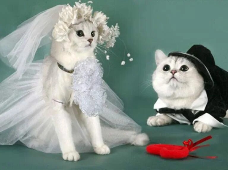 Кошка выходит замуж. Коты в свадебных нарядах. кошачья свадьба. кошка в свадебном платье. кот и кошка в свадебном наряде.
