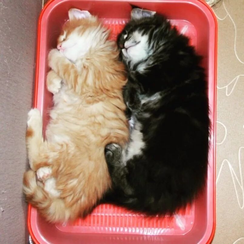 Как оставить котенка одного дома. Лоток для котят. домашние котята. кот в лотке.