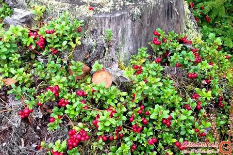 Кустарники севера