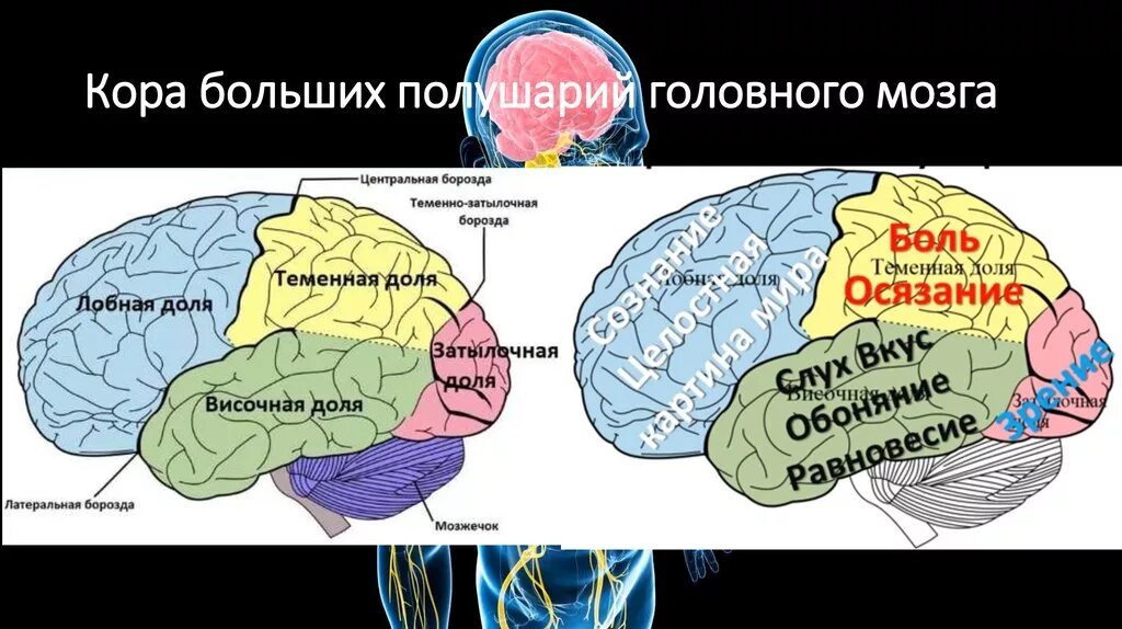 Роль коры головного мозга. Основная функция первичных полей коры больших полушарий мозга это. Зоны чувствительности коры головного мозга. Зоны коры полушарий головного мозга. Функциональные зоны коры головного мозга.