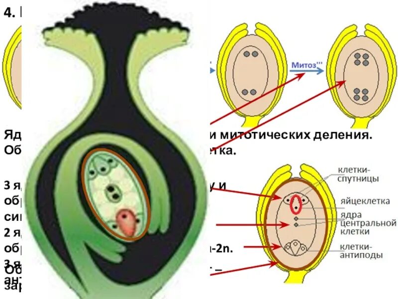 Макроспора образуется в результате. Мfкроспорогенез голосеменных. Зародышевый мешок покрытосеменных растений. Схема образования зародышевого мешка. Спорогенез и гаметогенез у покрытосеменных растений.