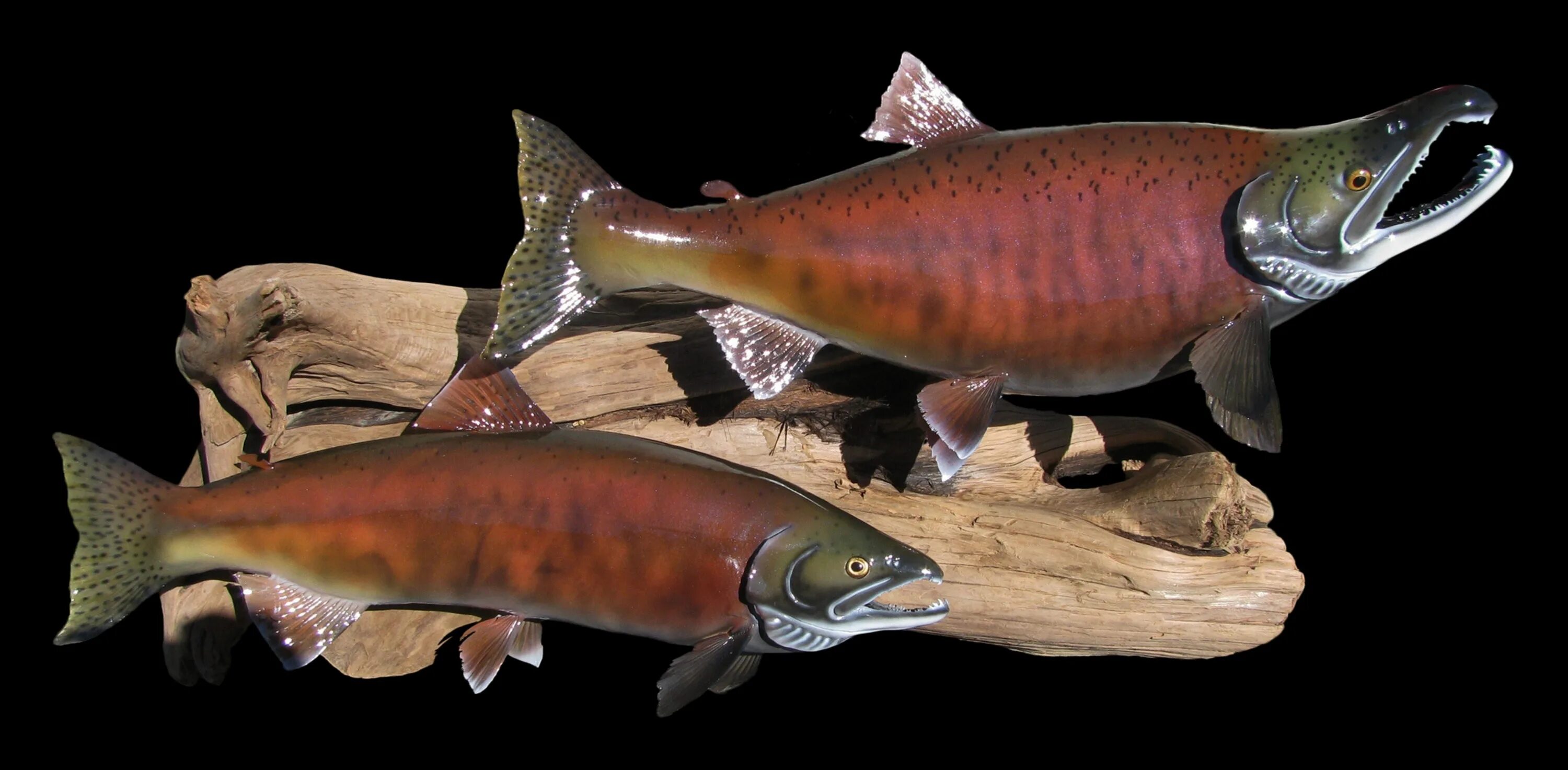 Наклейка рыба. Наклейки на борт лодки. Фетровые рыбки. Cyprinus carpio koi. Коралловые рыбки.