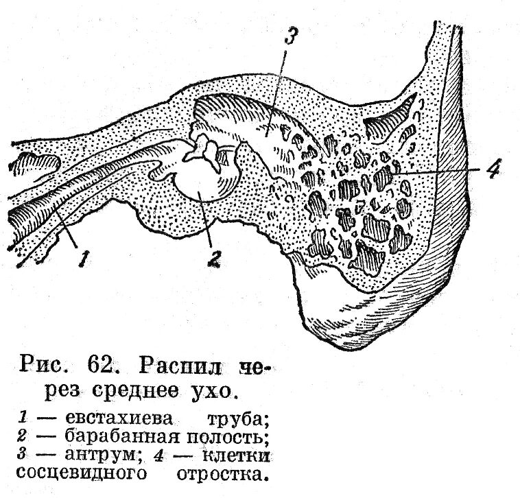 лицевой нерв височная кость. воспаление сосцевидного отростка. височная кость и среднее ухо. анатомия височной кости внутреннее ухо. наружный слуховой проход латынь.