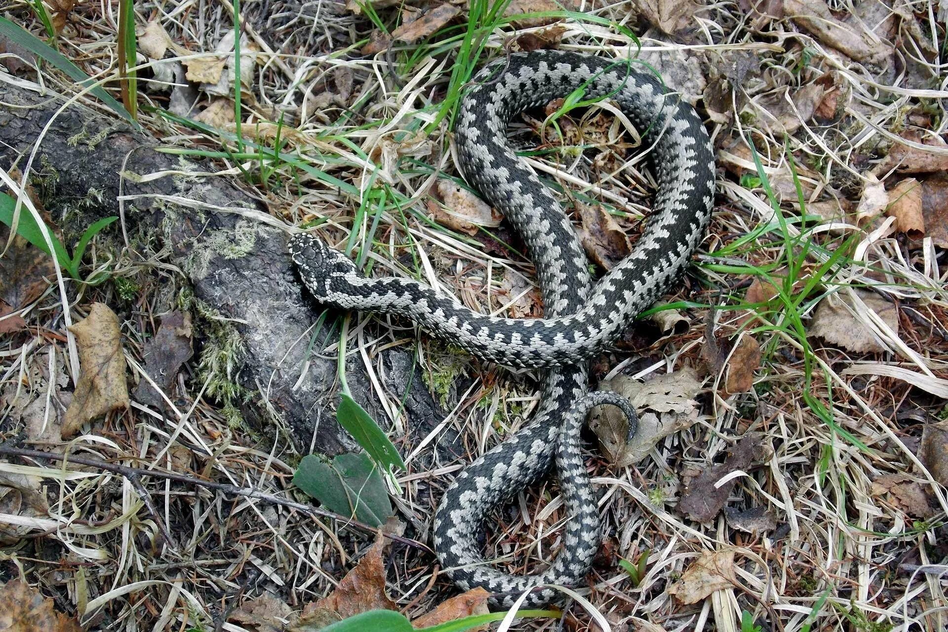 Где гадюки в россии. Гадюка Сахалинская ( Vipera sachalinensis ). Шахматная гадюка Кавказская. Индийская Болотная гадюка. Гадюка обыкновенная Болотная.