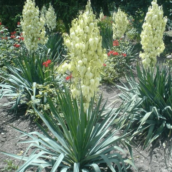 Садовые цветы юкка. Юкка нитчатая. Цветок Юкка нитчатая. Юкка нитчатая (Yucca filamentosa). Юкка Садовая филаментоза.