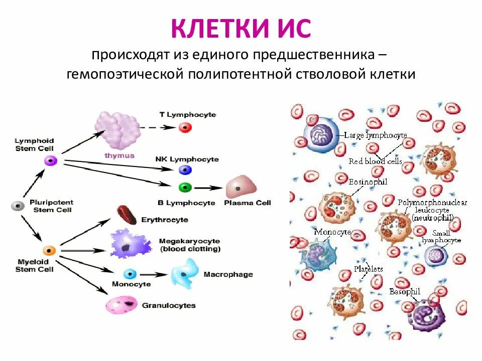 Основные клетки иммунной системы. Клетки иммунной системы иммунология таблица. Клетки иммунной системы схема. Схема дифференцировки клеток иммунной системы. Назовите основные клетки иммунной системы.