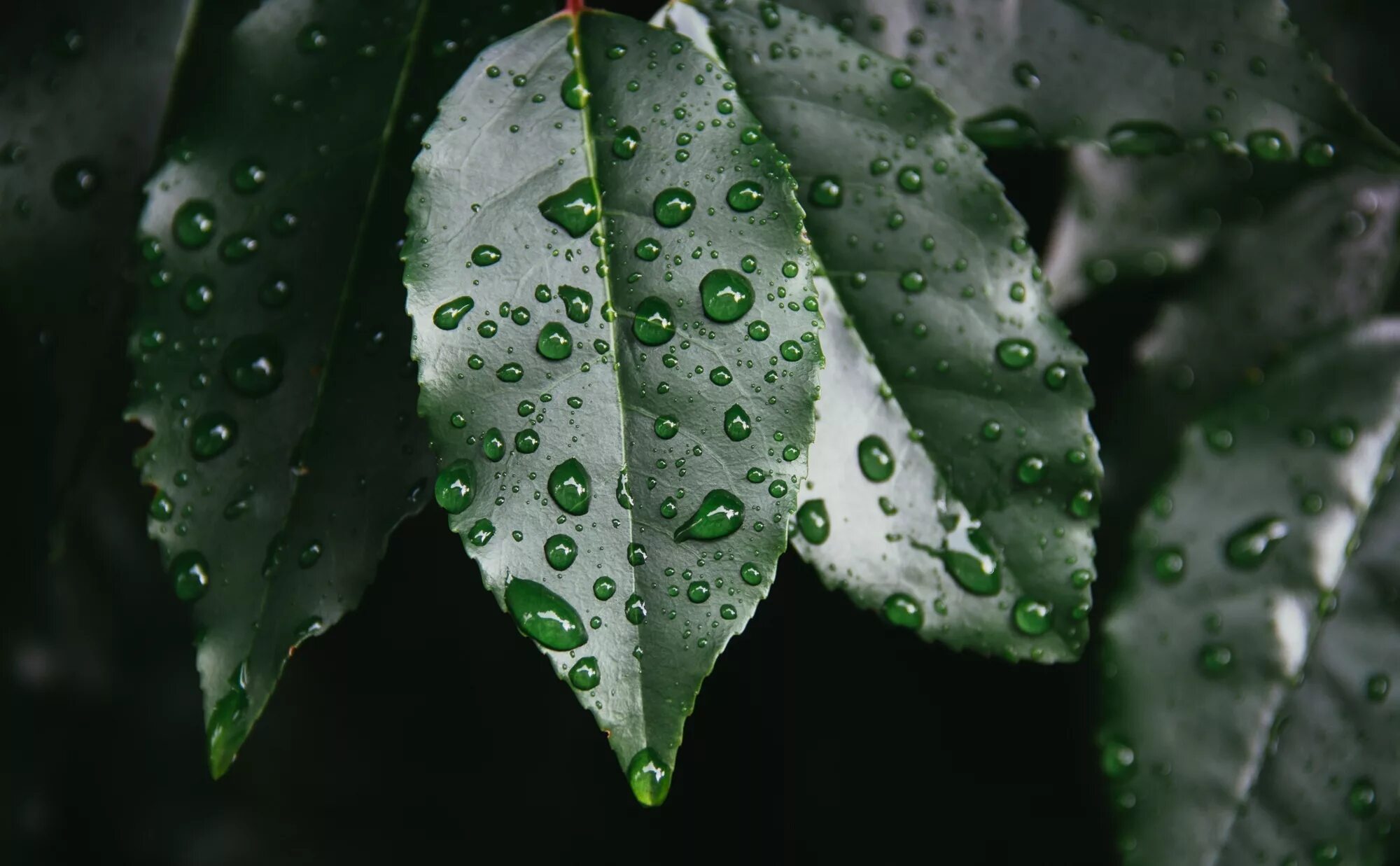В темных каплях дождя. Капли воды на листьях. Лист с каплями. Мокрые листья. Листья с каплями воды.
