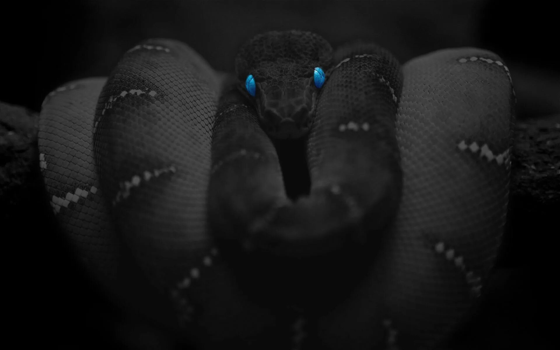 Smoke snake