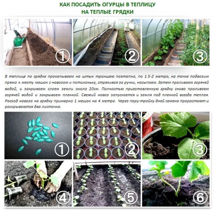 На каком расстоянии сажать семена огурцов. На каком расстоянии сажать огурцы в теплице. Как садить огурцы в теплице схема. Как сажать огурцы. Грядка для огурцов в теплице.