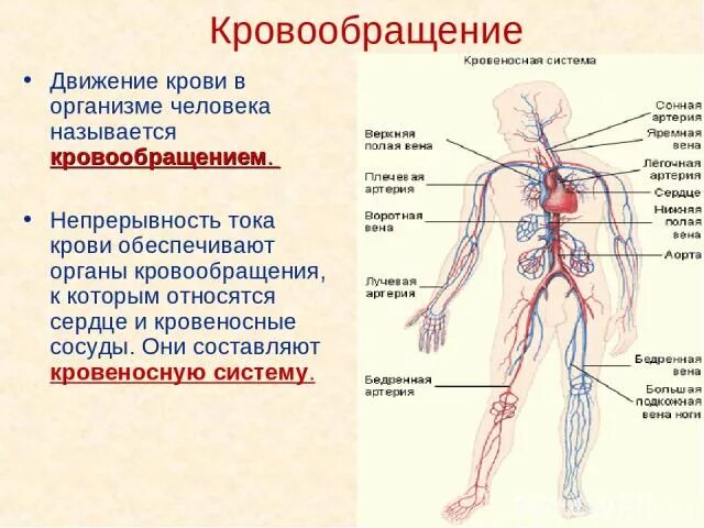Как устроена кровеносная система 3 класс. Кровеносная система 3 класс. кровеносная система человека 3 класс. движение по кровеносной системе человека. органы кровообращения 3 класс окружающий мир.