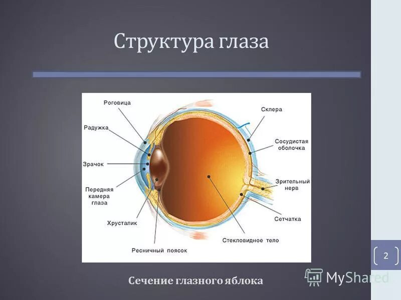 Схема внутреннего строения глаза. В состав глаза входят. Строение глаза. Структура глазного яблока схема. Строение глаза роговица радужка.