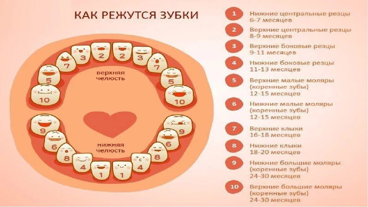 Порядок прорезывания зубов. Какие зубы вылезают первыми. Режутся зубы у ребенка во сколько месяцев