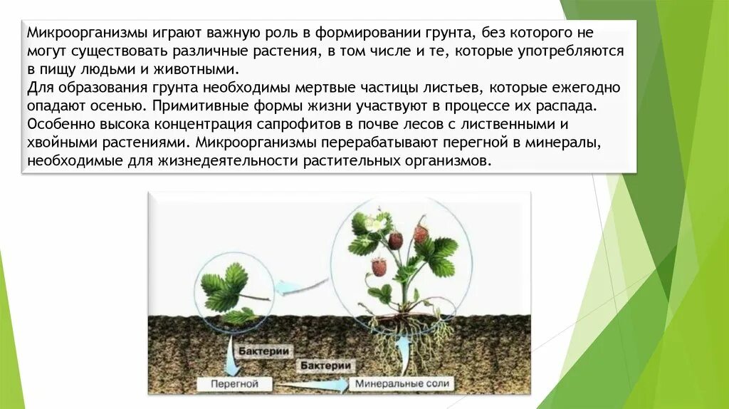 Превращают в перегной какие бактерии. Превращают в перегной какие бактерии