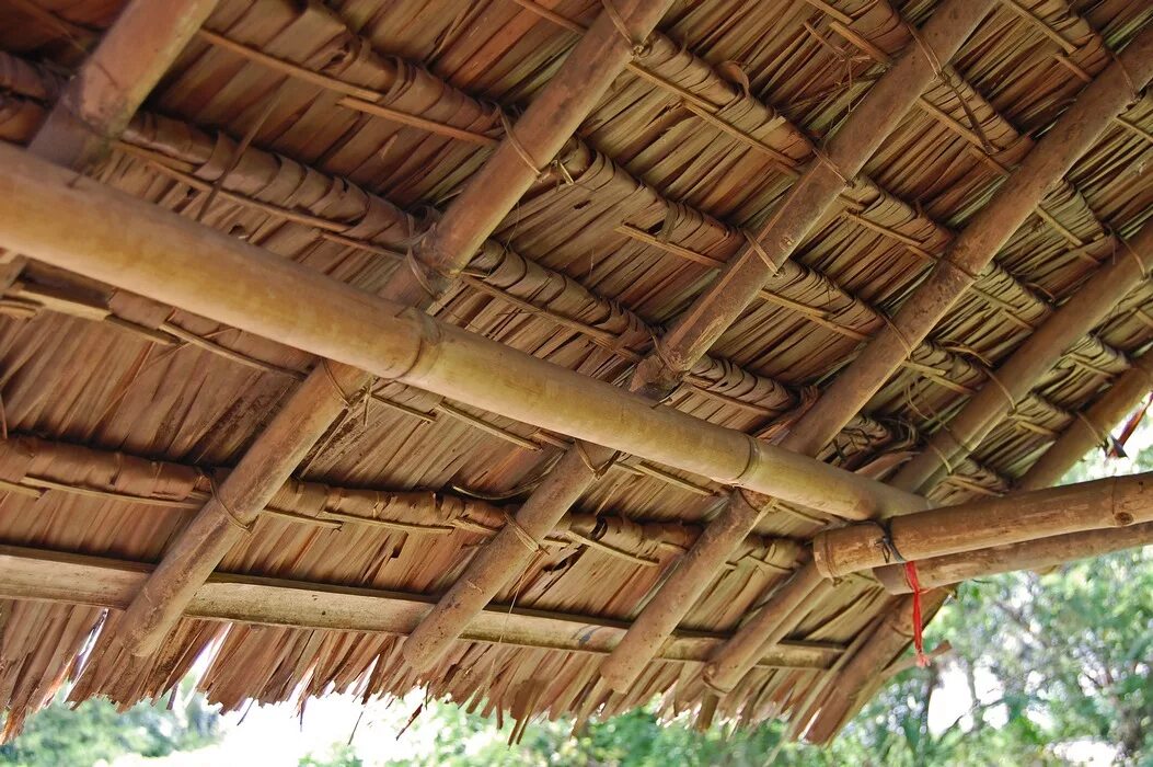 palmacompletewindow Palm fronds, Thatched roof, Thatch