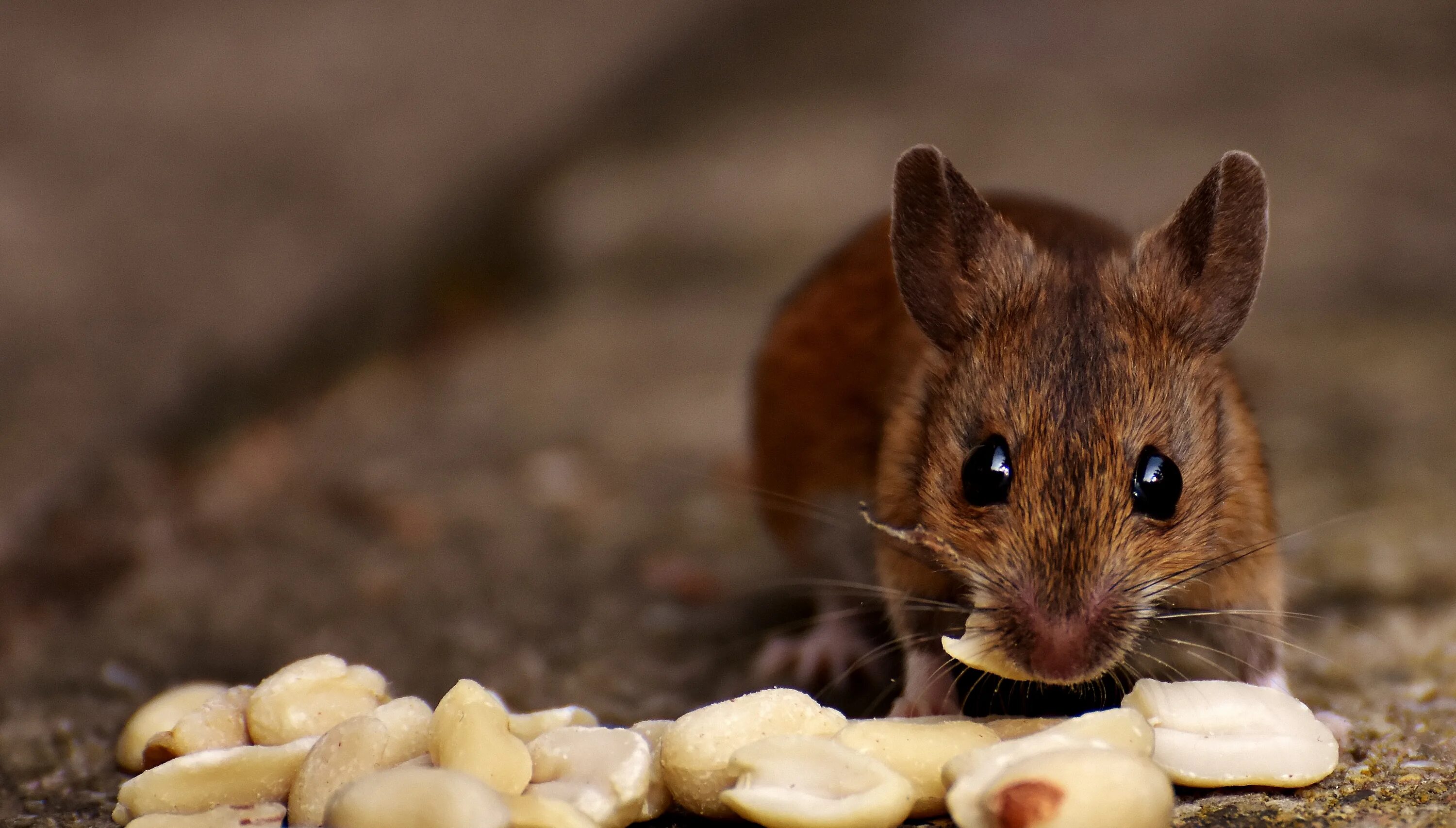 Семя мыши. Лесная мышь. Мышиный орех. Мышь млекопитающее. Мыши питаются желудями.