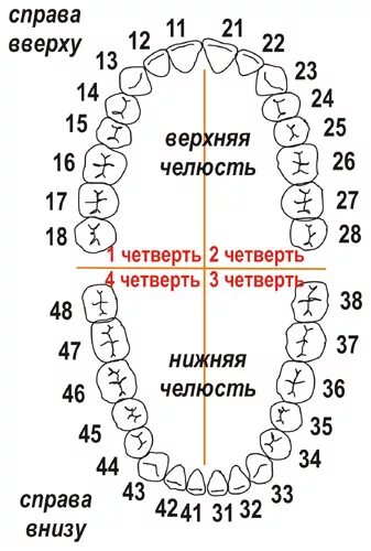 Как называется 4 зуб. Нумерация зубов во рту у взрослого человека. зубные ряды нумерация зубов. нумерация зубов в стоматологии схема у взрослых. схема зубов человека с нумерацией стоматологии.