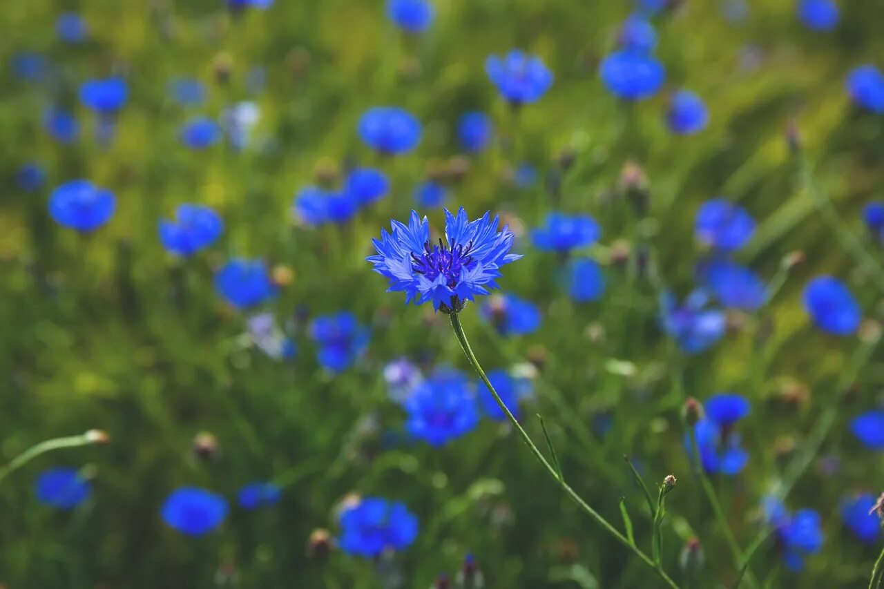 Растения василек синий. Василек синий (Centaurea cyanus). Дромский Василек. Растения Луга Василек синий полевой. Лютик голубой полевой.