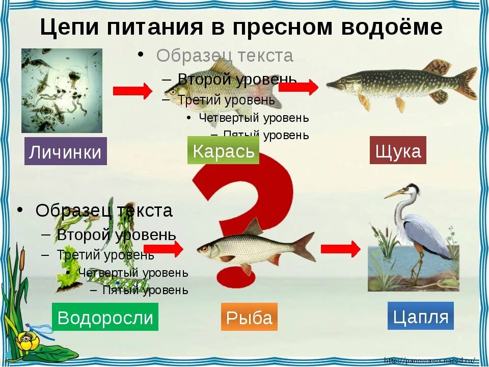 В водоеме обитают разнообразные организмы окунь щука. Цепи питания. Пищевая цепочка. Пищевая цепочка в пресных Водах. Пищевая цепочка водоема.