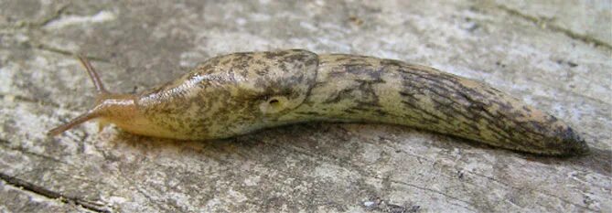 Slug field