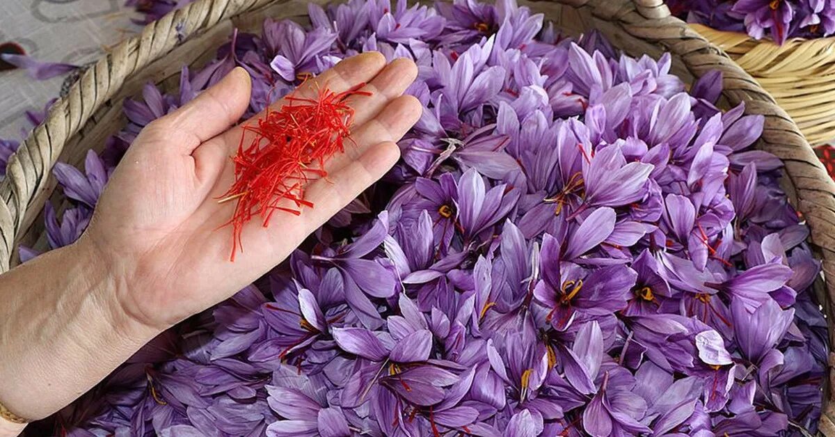 шафран специя крокус. шафран специя крокус. кашмирский шафран. почему шафран. шафран гули.