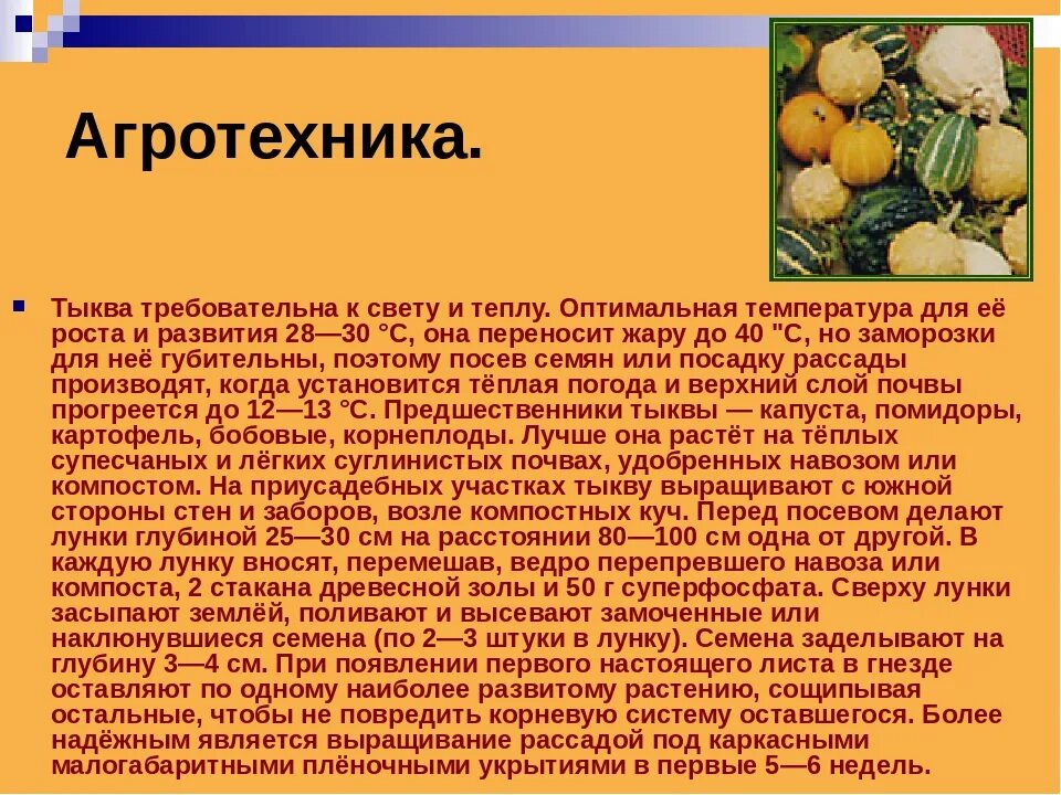 Тыква краткое описание. Условия произрастания тыквы. Оптимальная температура для тыквы. Тыква культурное растение. Можно кормящим тыкву