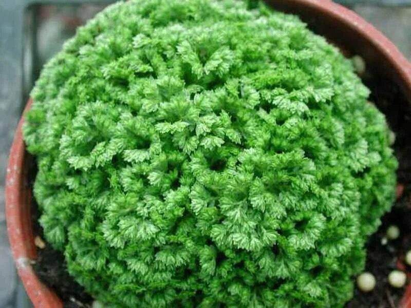 Цветок похожий на мох. Селагинелла мартенса (selaginella martensii). Мшанка шиловидная лайм мосс. Плаунок селагинелла. Комнатный цветок похожий на мох.