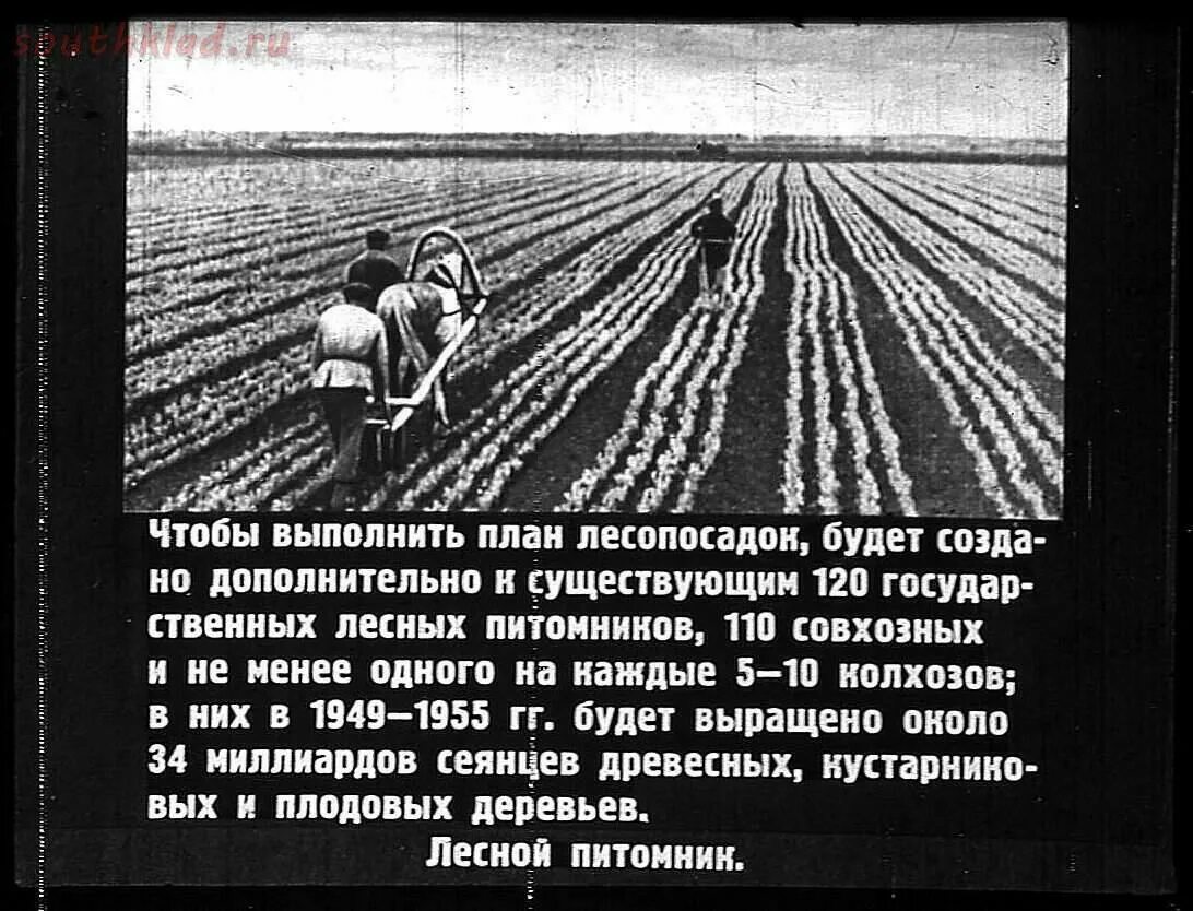 Лесозащитные полосы проект 4 класс Государственная защитная лесополоса протяжённостью более 700