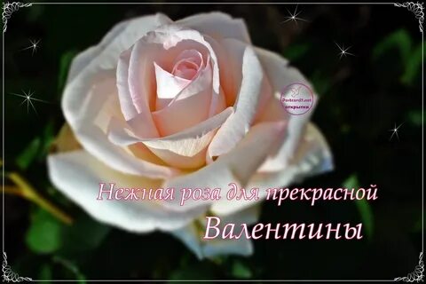 Просто вале