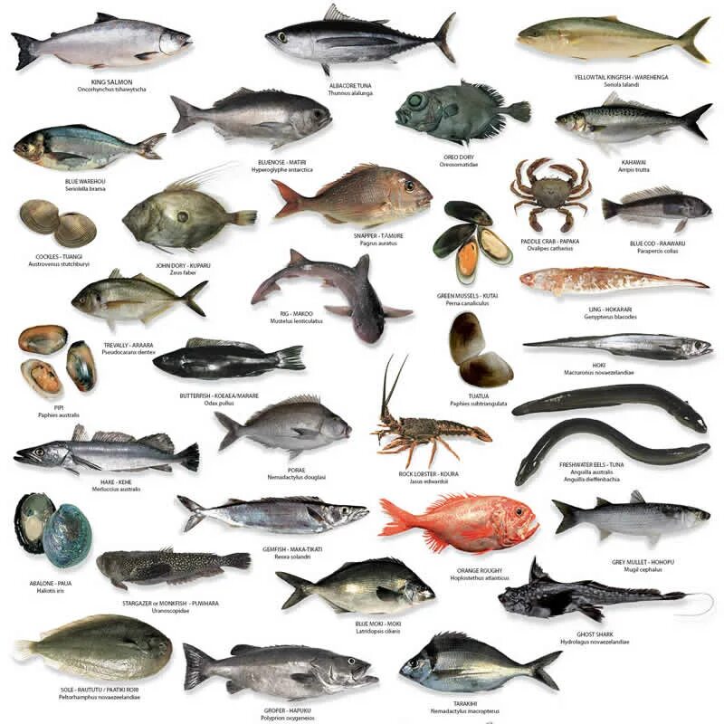 Морская рыба это какая. Морские рыбы. Рыба съедобная. Морская рыба названия. Морская рыба названия съедобные.