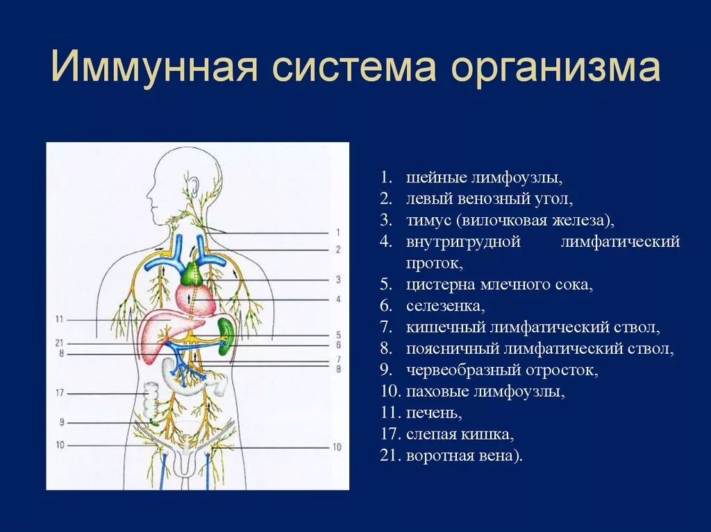 Поясничные лимфатические узлы анатомия. Органы иммунной системы человека. Лимфатическая система иммунная система. Органы иммунной системы человека лимфатический узел. Поясничные лимфоузлы