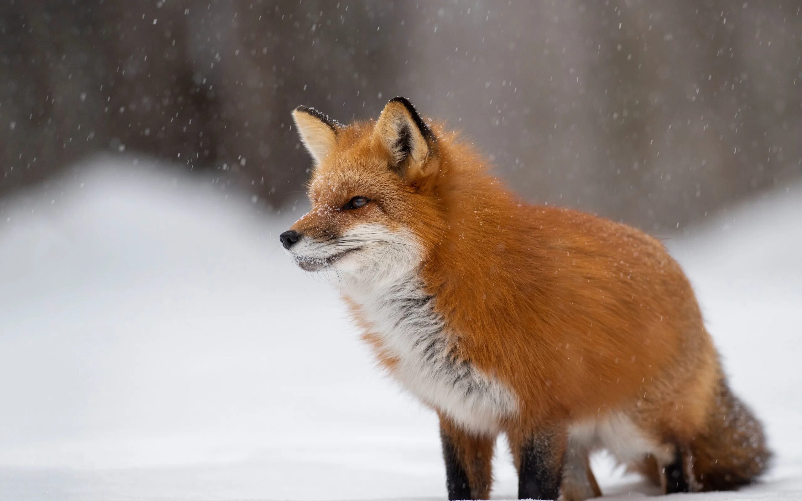 Лиса. Рыжая лиса. Лисица в снегу. Лисы зимой. Take fox