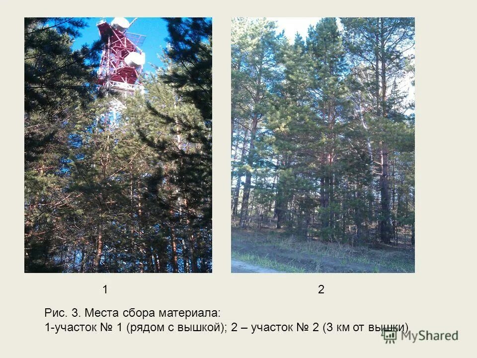 изменчивость сосны