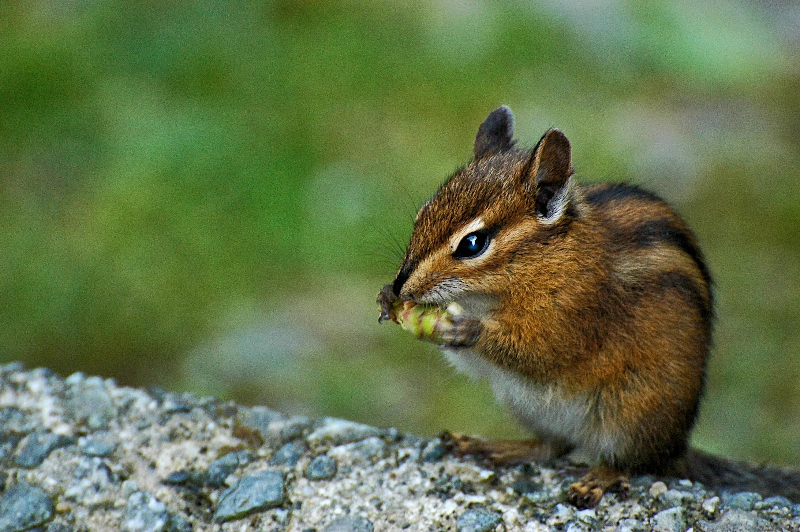 Бурундук таежный. Бурундук млекопитающее. Бурундук сибирский в республике марий эл. Уссурийский бурундук. Бурундук tamias sibiricus.
